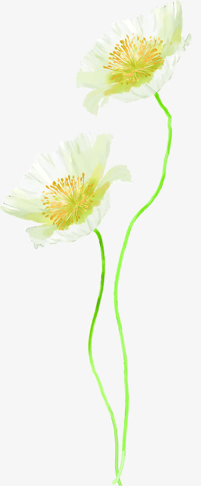创意海报植物花朵设计白色