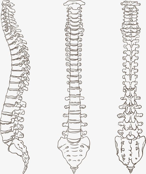 人体脊椎骨矢量