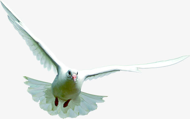 白色飞翔飞鸟展翅平衡