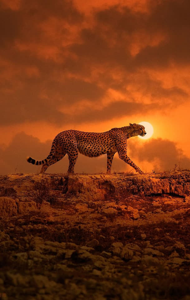 夕阳下的豹子海报背景