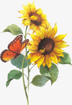 工笔画 向日葵 蝴蝶