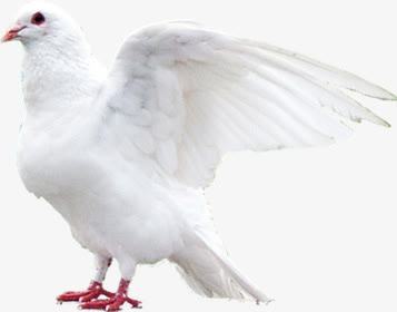白色羽毛鸽子动物