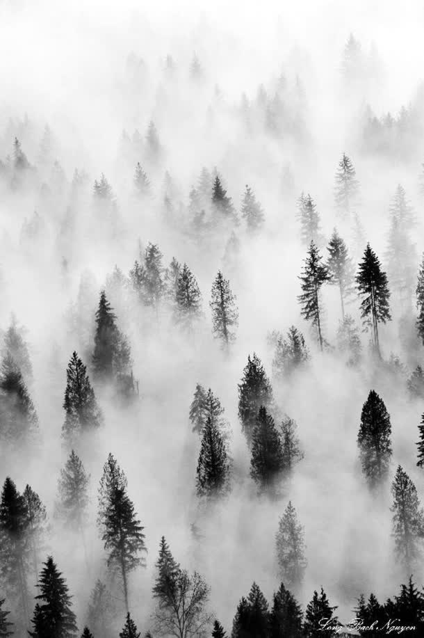 烟雾缭绕树叶白色
