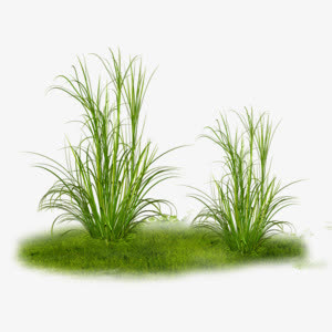 绿色春天草地草坪装饰图片