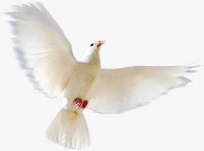高清摄影白色飞翔的鸽子造型