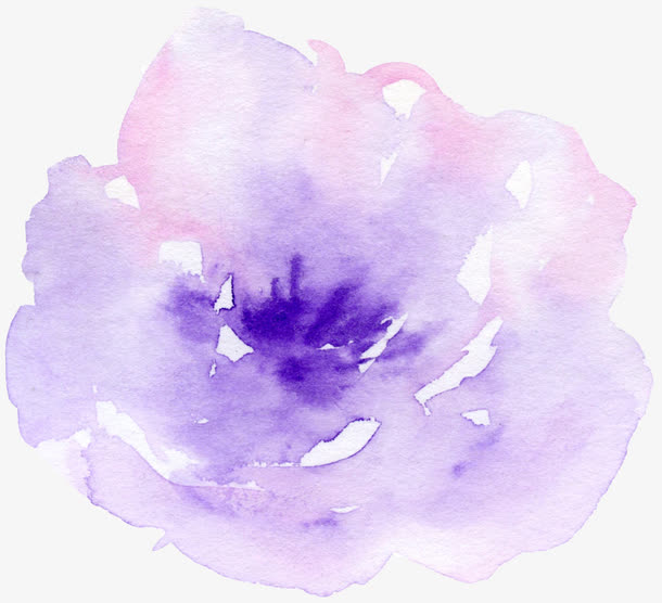紫色水粉玫瑰花
