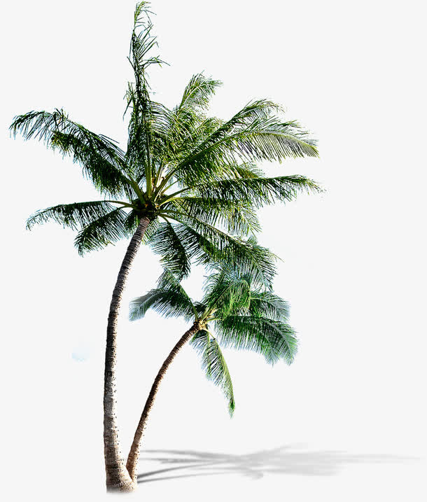 高清椰子树沙滩海边