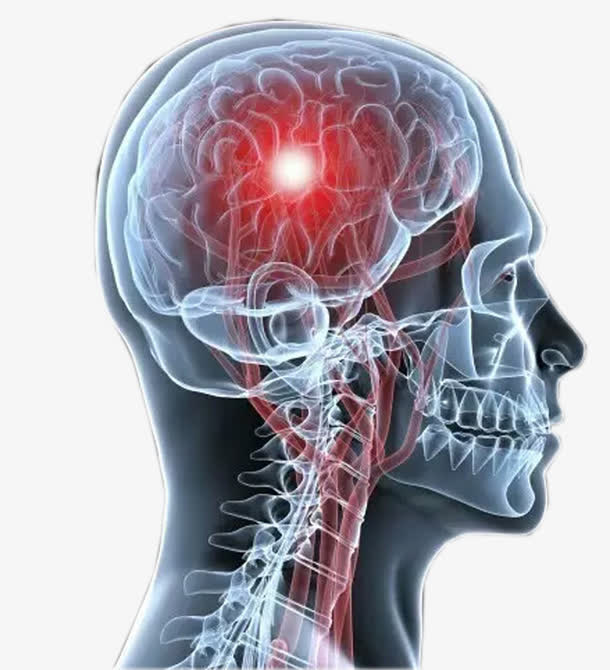 灰色透明人体脑部神经结构图