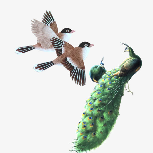孔雀喜鹊动物鸟类图片