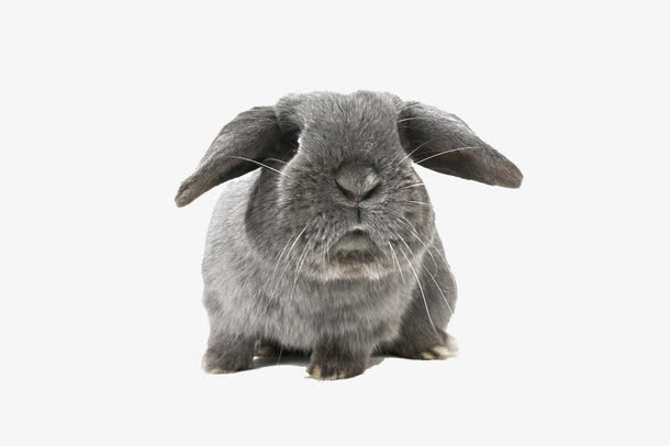 兔子 黑兔子 垂耳兔 可爱 动