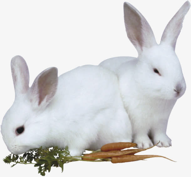 吃胡萝卜的兔子