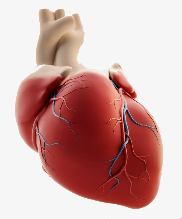 心脏器官