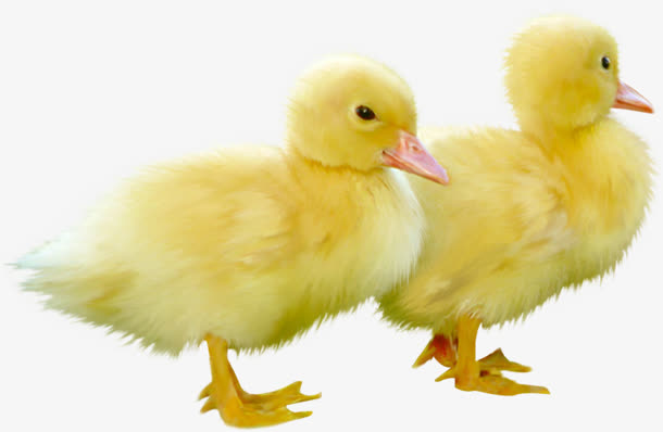 鸭子黄色鸭子两只鸭子可爱鸭子
