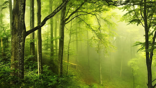 树木环境渲染雾气早上树木