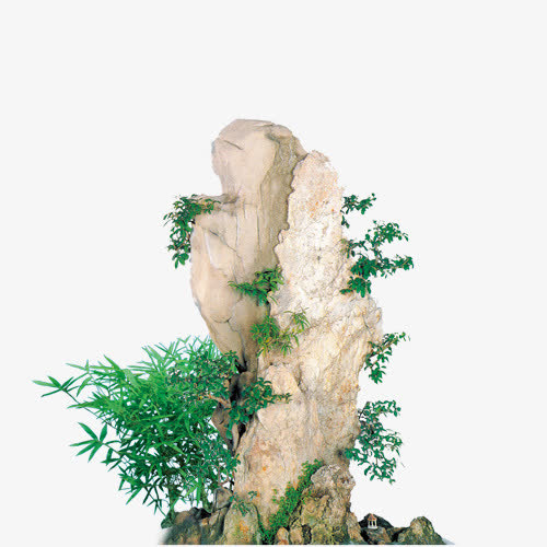 植物素材白岩石竹子