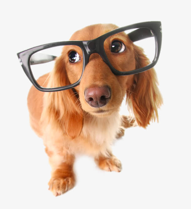 戴眼镜的狗