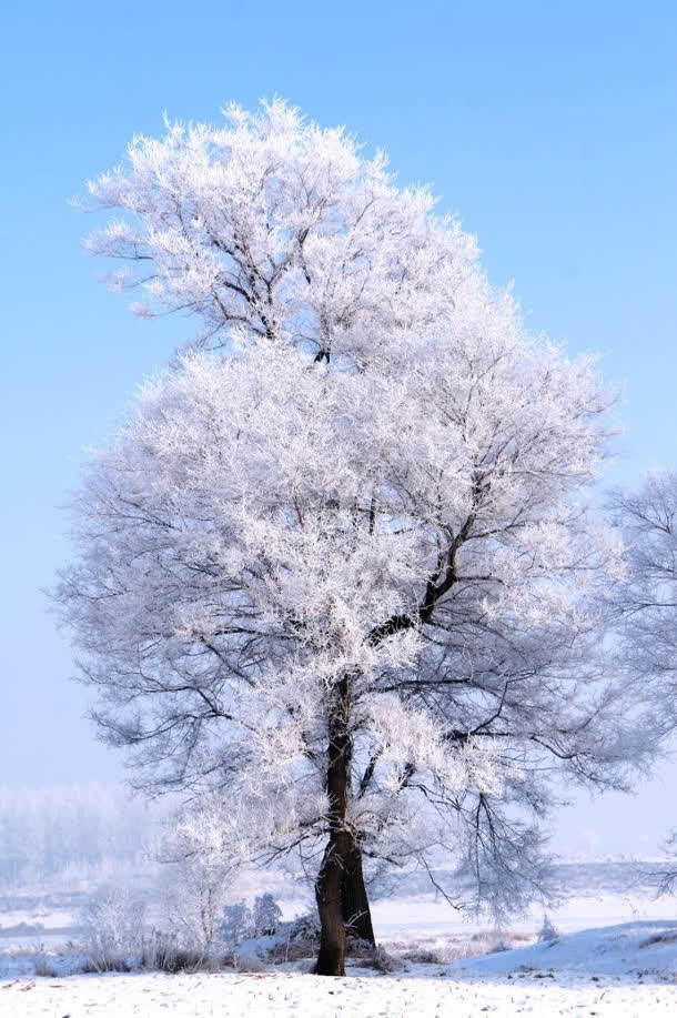 白色晶莹霜冻树林