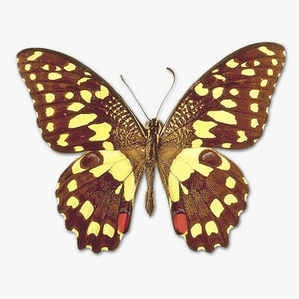 彩色蝴蝶标本