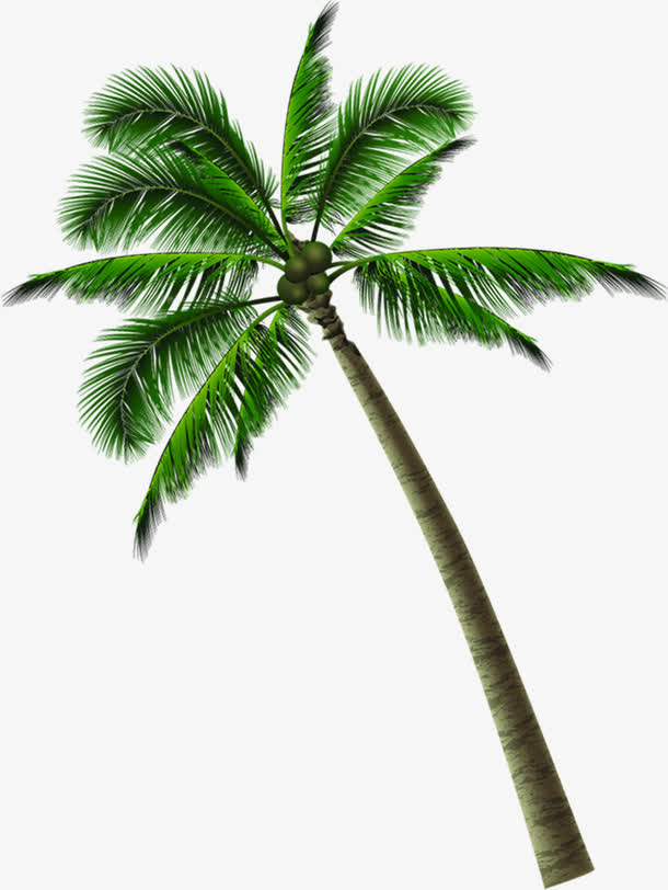 夏季热带海岛椰子树