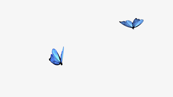 蓝色蝴蝶一对