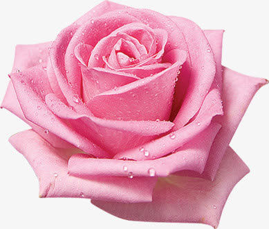 水珠粉色绽放玫瑰