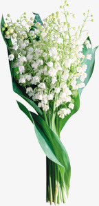 白色花朵绿叶花束