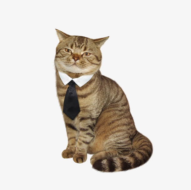 打领带的猫