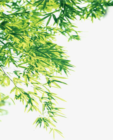 绿色清新竹叶树枝