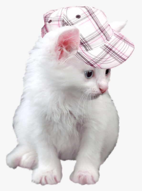 戴着帽子的猫咪