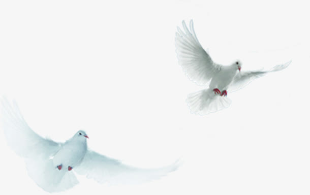 白色效果和平鸽飞翔