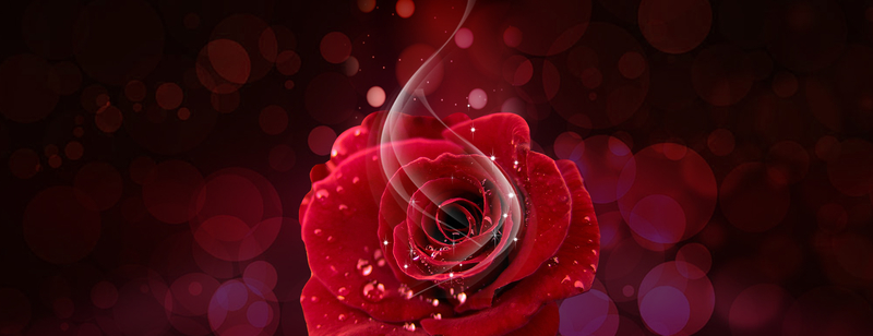 红色玫瑰浪漫大气