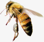 教师节高清大蜜蜂