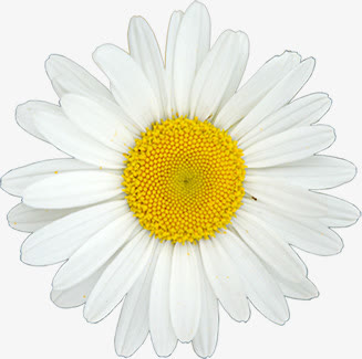 白色重叠花瓣小雏菊医疗