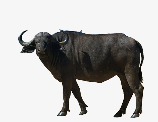 动物世界大水牛