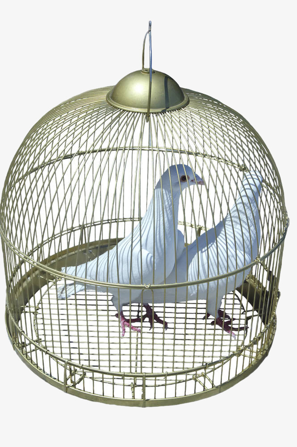 铁笼里的白色鸽子