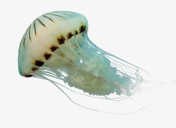 水母 海蜇 海洋生物
