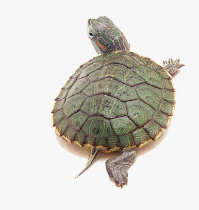 巴西乌龟