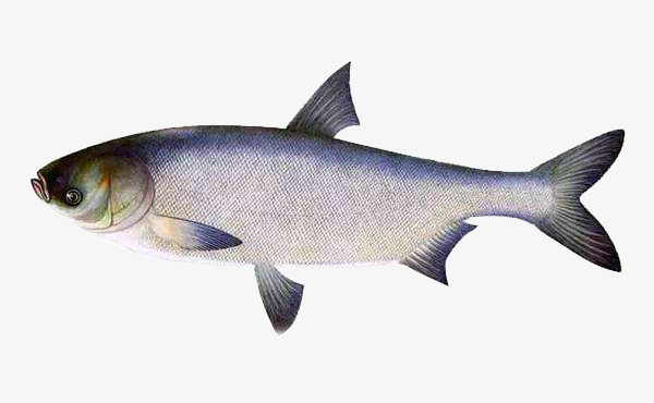 鳙鱼胖头鱼水产大型鱼类