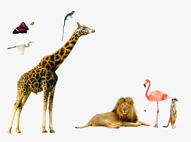 摄影动物世界长颈鹿狮子丹顶鹤