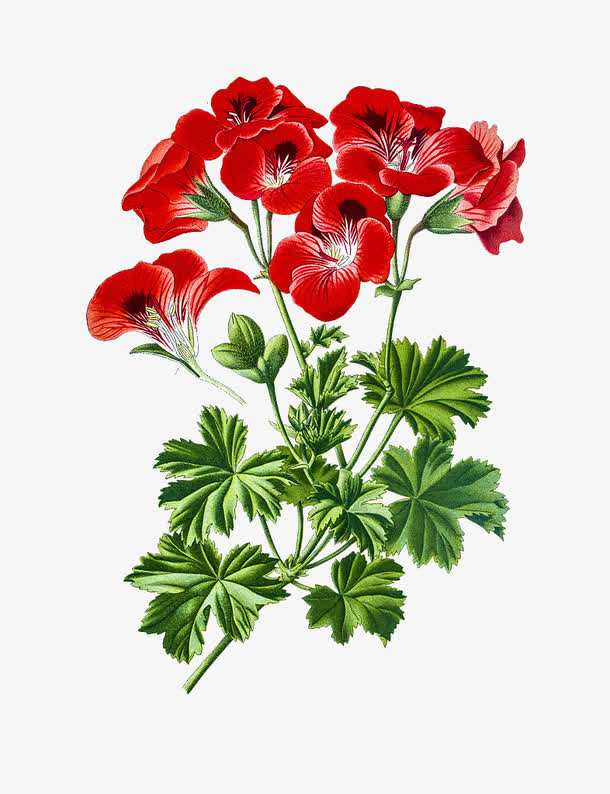 手绘天竺葵红色花瓣