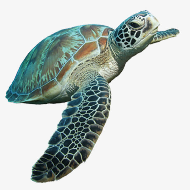 海洋乌龟