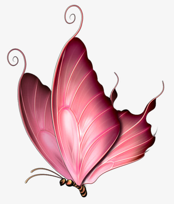红色花纹蝴蝶翅膀