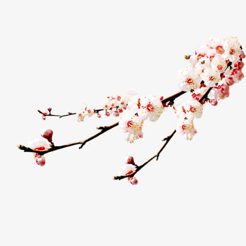 高清摄影春天的桃花