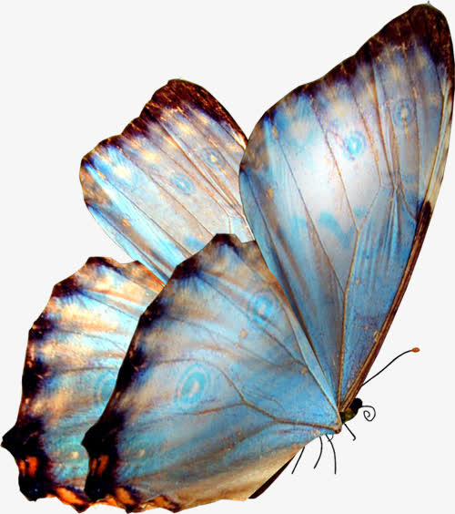 蝴蝶蓝色蝴蝶飞翔的蝴蝶图片