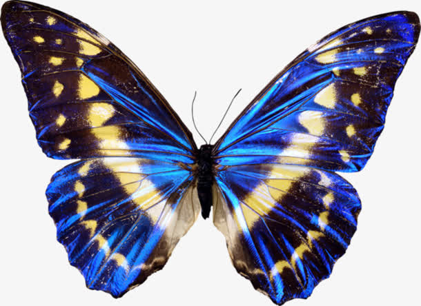 蓝色翅膀蝴蝶动物
