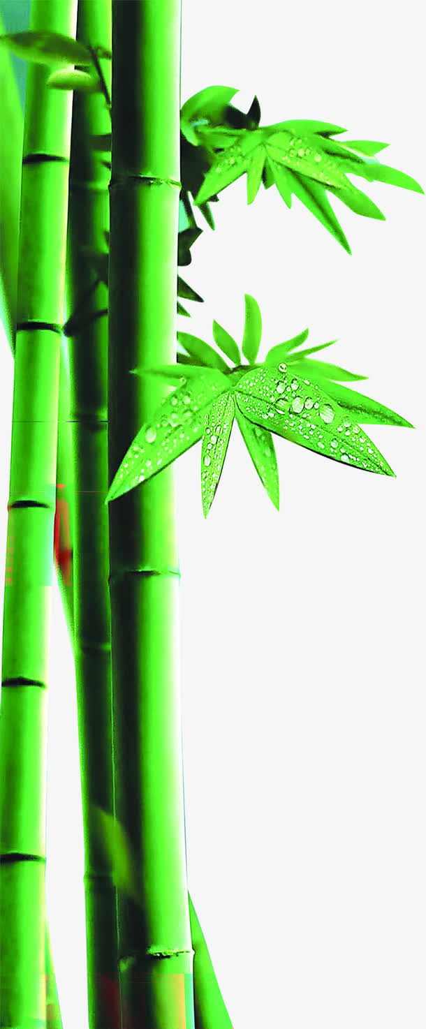 绿色竹子水滴竹叶