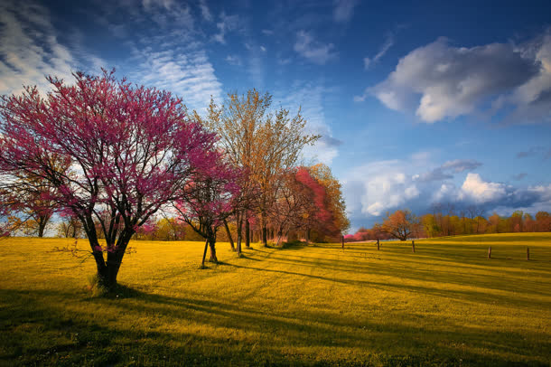 蓝天红树黄色草地迷人秋景