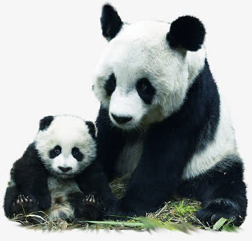 高清可爱大熊猫动物