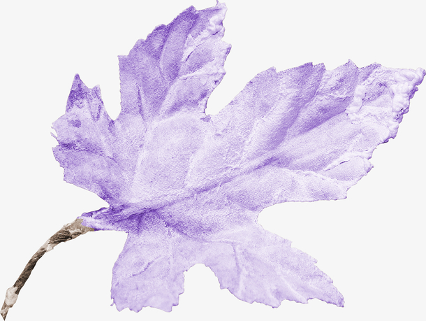紫色的枫叶