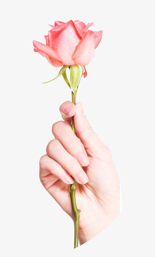 一枝玫瑰花粉色手拿着玫瑰